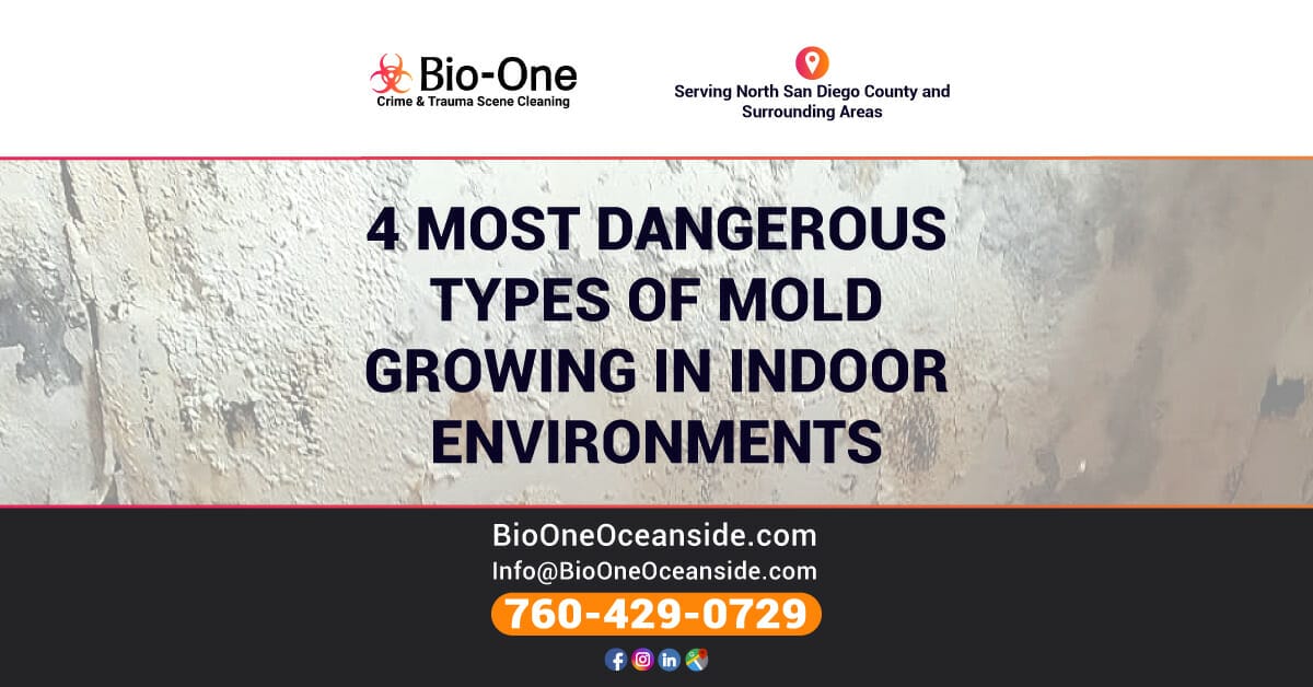 4 Most Dangerous Types of Mold Growing in Indoor Environments - Bio-One of Oceanside.