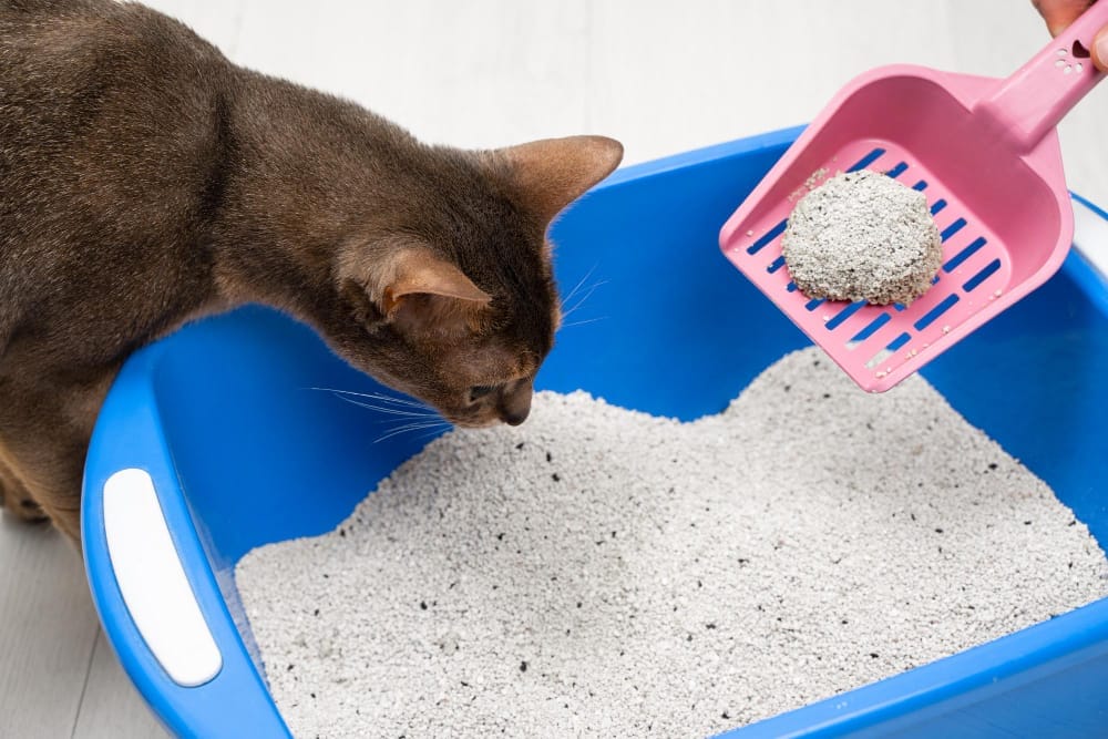 cleaning up cat litter