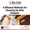 4 Efficient Methods for Cleaning Up After Rodents